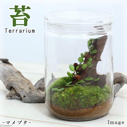 チャーム（charm） （観葉植物）苔テラリウム マメヅタ ガラスボトルL