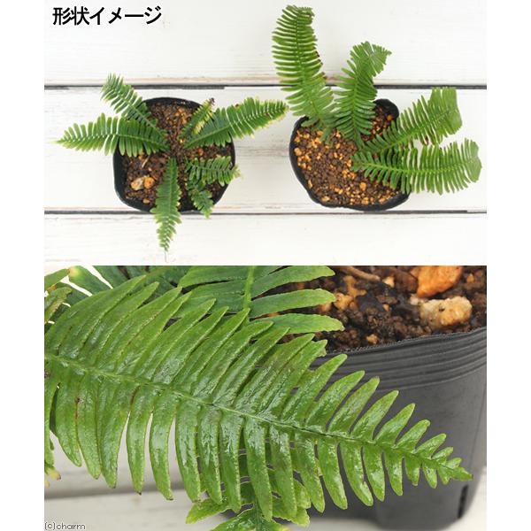 チャーム（charm） （山野草）シダ（羊歯）シシガシラ（獅子頭） 3