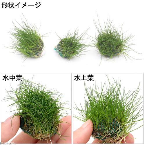チャーム（charm） （水草）☆育成済☆ ヘアーグラスショートボール