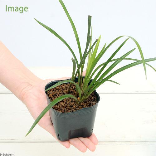 チャーム（charm） （山野草）シュンラン（春蘭）原種系 3号（1