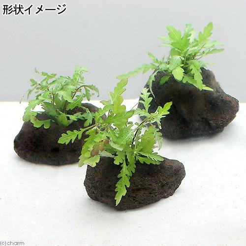 チャーム（charm） （水草）ハイグロフィラ ピンナティフィダ 穴あき
