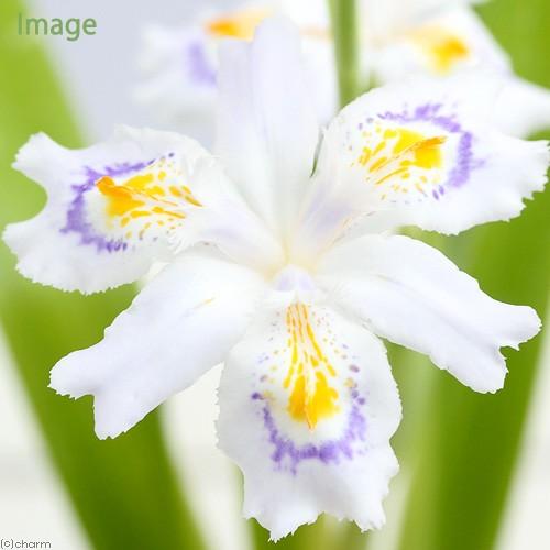 最大53 Offクーポン 山野草 シャガ 射干 ３号 １ポット 750円 Aynaelda Com