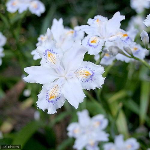 最大53 Offクーポン 山野草 シャガ 射干 ３号 １ポット 750円 Aynaelda Com