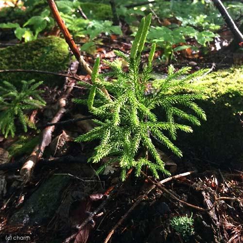 チャーム（charm） （山野草）シダ（羊歯）マンネンスギ（万年杉）3号