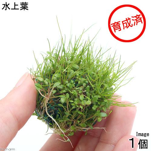 クーポン対象外 水草 育成済 ミックスボール ヘアショー グロッソスティグマ 水上葉 １個