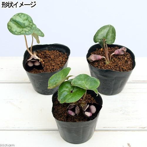 チャーム(ペット) (山野草)パンダカンアオイ 3号(1ポット チャーム(ペット) (山野草)パンダカンアオイ 3号(1ポット