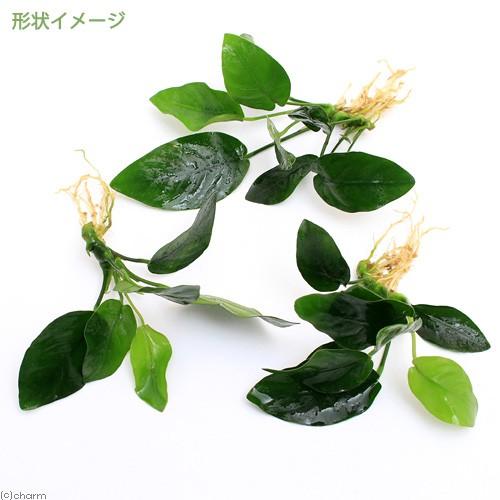 良質 水草 株売り アヌビアスナナ 水上葉 １株 740円 Aynaelda Com