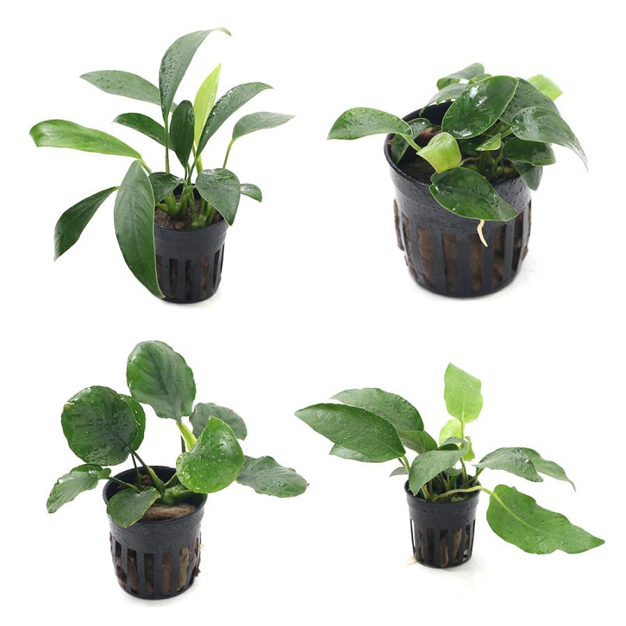 セール 水草 おまかせアヌビアス 小型 中型種 １種 １ポット分