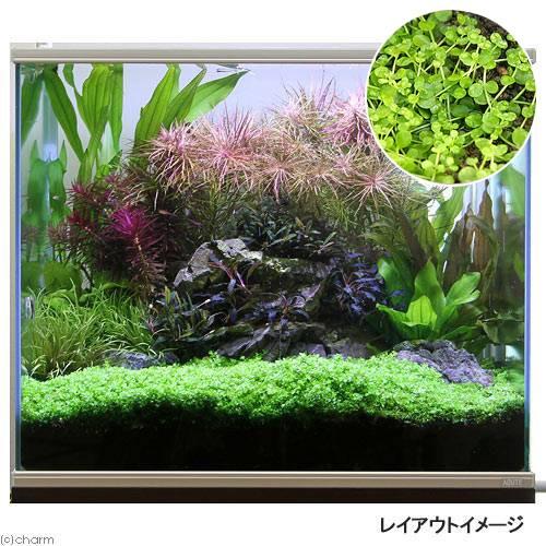 90cm水槽ニューラージパールグラス植栽済み