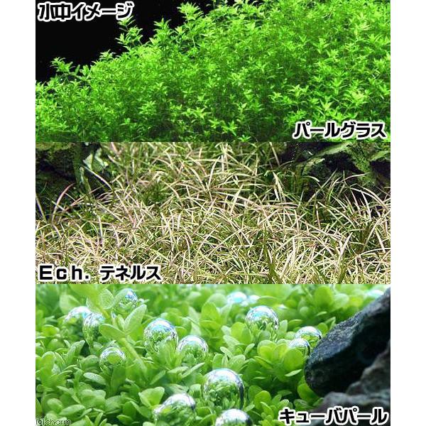 水草）お手軽レイアウト5種セット（水上葉）5種 （1セット