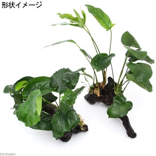 水草　アヌビアス系　ラインナップ　✨購入希望の方はお早めに！ アヌビアスの世界 | AQUALASSIC
