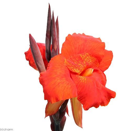 チャーム Charm 店 観葉植物 カンナ オーストラリア ４号 １ポット ブランド買うならブランドオフ