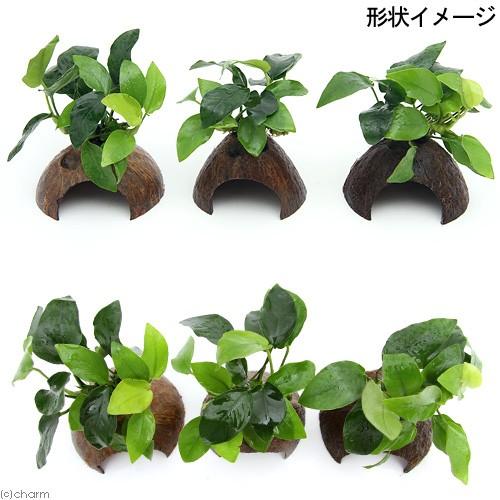チャーム（charm） （水草）ミニココナッツシェルター アヌビアスナナ