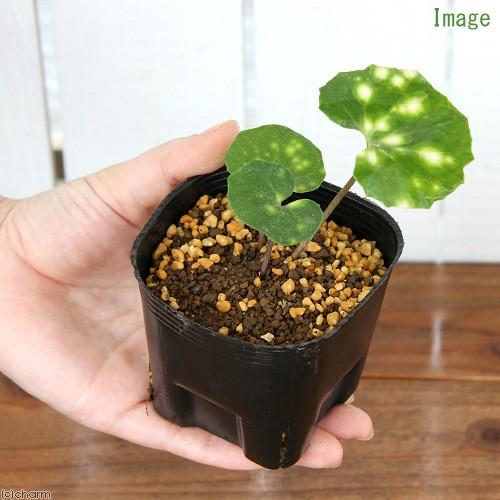 チャーム（charm） （山野草）ツワブキ（艶蕗）斑入りツワブキ 蛍斑 3