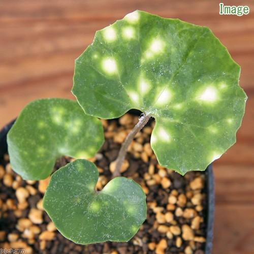 チャーム（charm） （山野草）ツワブキ（艶蕗）斑入りツワブキ 蛍斑 3