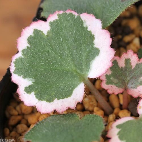 チャーム（charm） （山野草）斑入りユキノシタ（斑入雪ノ下） 御所車