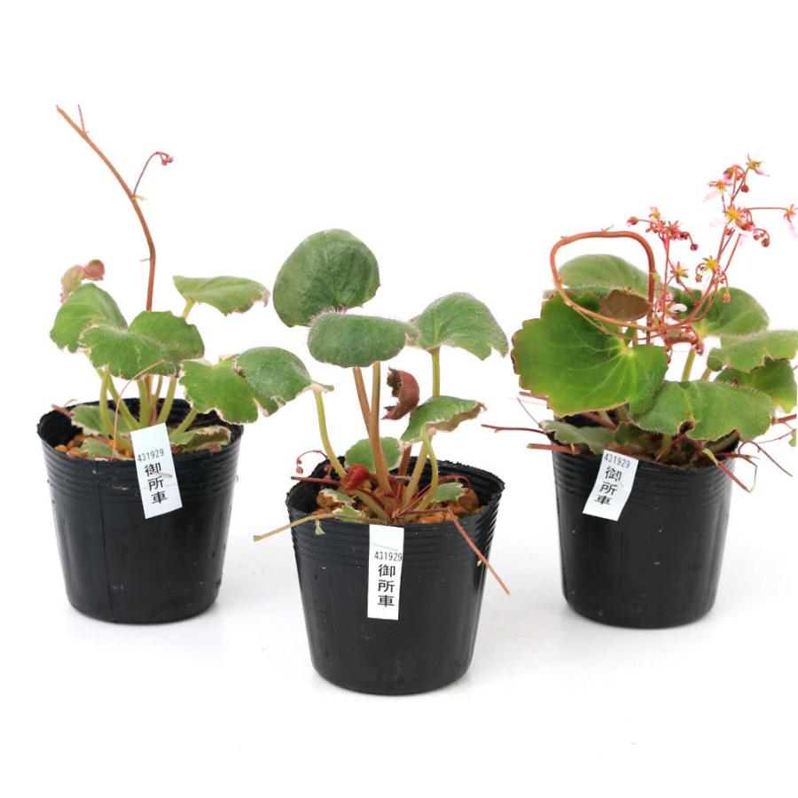 チャーム（charm） （山野草）斑入りユキノシタ（斑入雪ノ下） 御所車