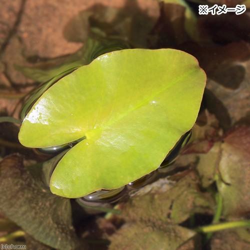 チャーム（charm） （ビオトープ）水生植物 河骨 サイコクヒメコウホネ