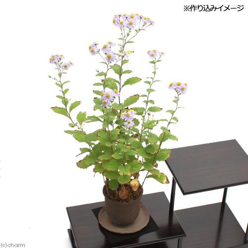 チャーム（charm） （山野草）キク（菊）ノコンギク（野紺菊）夕映 3