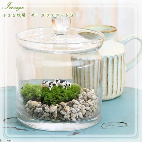 チャーム（charm） （観葉植物）苔テラリウム 小さな牧場 牛 ガラス