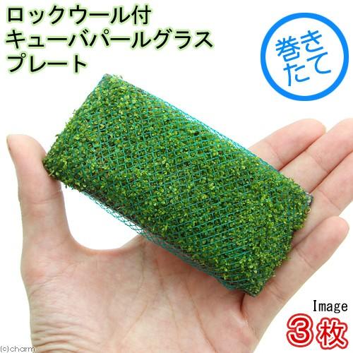 （水草）巻きたて　ロックウール付　キューバパールグラス　プレート（水上葉）（無農薬）（３枚） | チャーム（ペット）