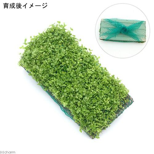 （水草）巻きたて　ロックウール付　キューバパールグラス　プレート（水上葉）（無農薬）（３枚） | チャーム（ペット） | 01