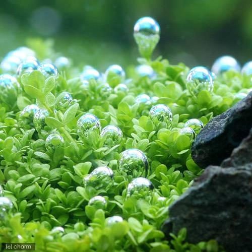 （水草）巻きたて　ロックウール付　キューバパールグラス　プレート（水上葉）（無農薬）（３枚） | チャーム（ペット） | 02