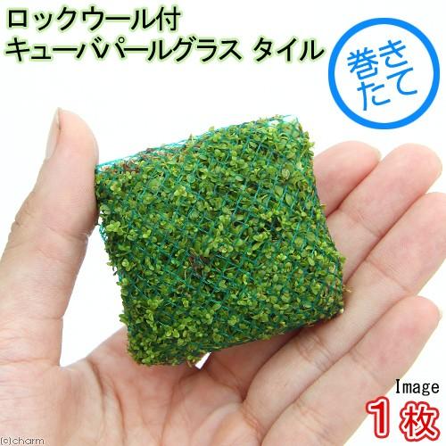 キューバパールグラス水上葉タイル巻き！10個セットNo.01 チャーム（charm） （水草）巻きたて ロックウール付 キューバパール