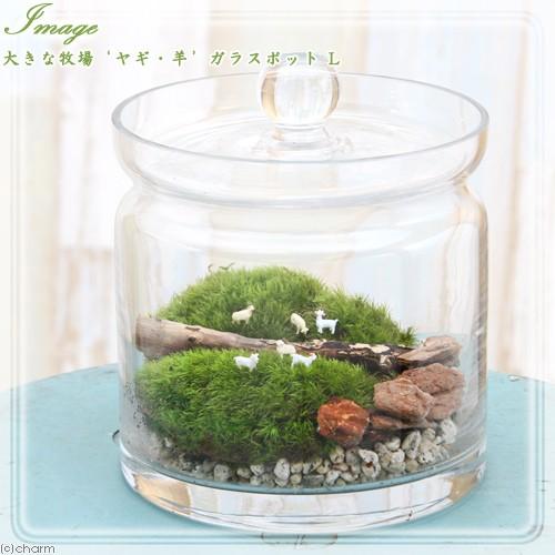 スナゴケ 10枚 楽天市場】苔 こけ コケ スナゴケ 砂苔 【スナゴケミニ