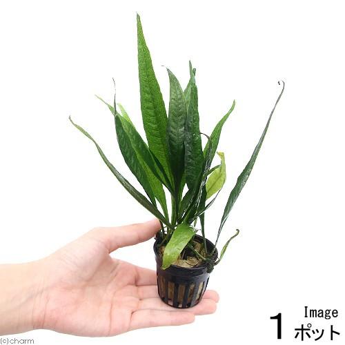アウトレットセール 特集 水草 ミクロソリウム プテロプス ハーディリーフ １ポット分