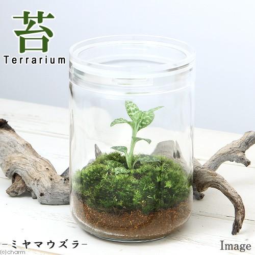 観葉植物 苔ｔｅｒｒａｒｉｕｍ ミヤマウズラ ガラスボトルｌ 説明書付 ジュエルオーキッド チャーム Charm Paypayモール店 通販 Paypayモール