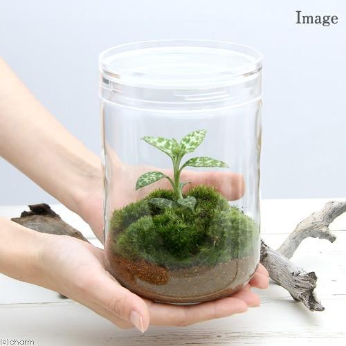 観葉植物 苔テラリウム ミヤマウズラ ガラスボトルｌ 説明書付 ジュエルオーキッド2 700円 いラインアップ