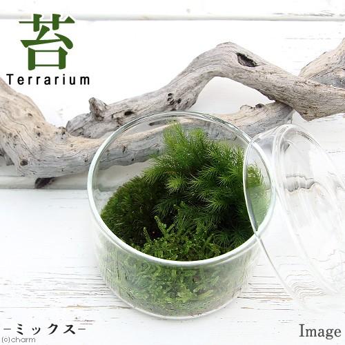 チャーム（charm） （観葉植物）苔テラリウム 苔ミックス 蓋付カップL