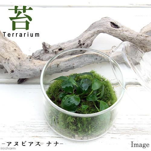 チャーム（charm） （観葉植物）苔テラリウム アヌビアスナナ プチ 蓋