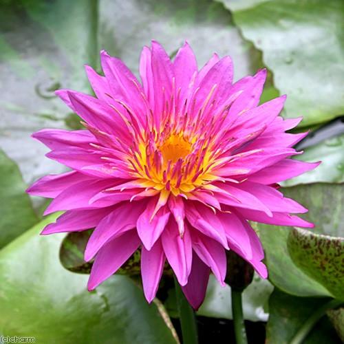 正規品販売 ビオトープ 睡蓮 熱帯性睡蓮 スイレン 濃桃 バレンティー １ポット 沖縄別途送料