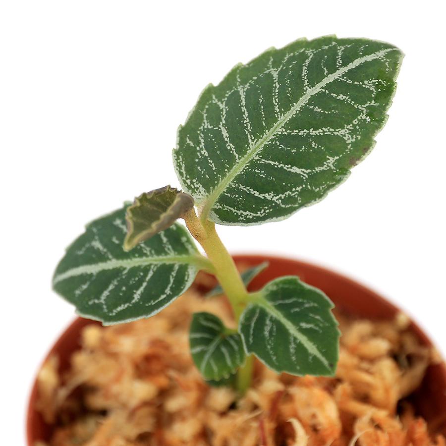 Goniophlebium sp. 【LA0216-02】 Goniophlebium sp. 【LA0216-02】 Goniophlebium subauriculatum cv