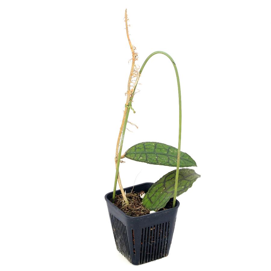 観葉植物）ホヤ クレメンシオラム（1株） : チャーム charm ヤフー店