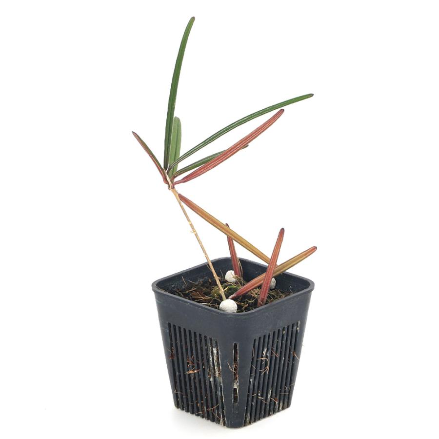 観葉植物）ホヤ インスラリス（1株） : チャーム charm ヤフー店