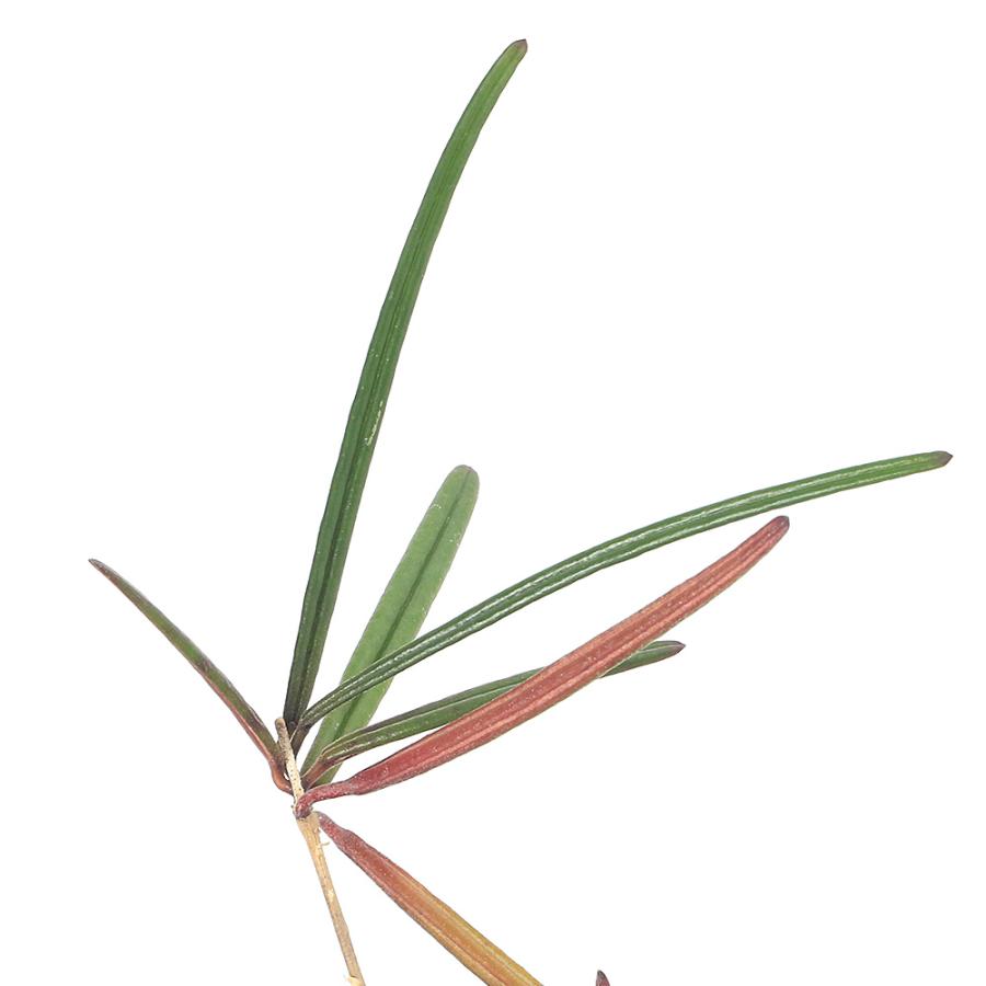 観葉植物）ホヤ インスラリス（1株） : チャーム charm ヤフー店