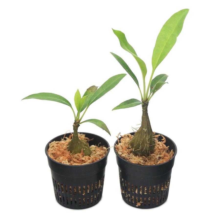 観葉植物）ミルメコディア ツベローサ apoensis Nueva