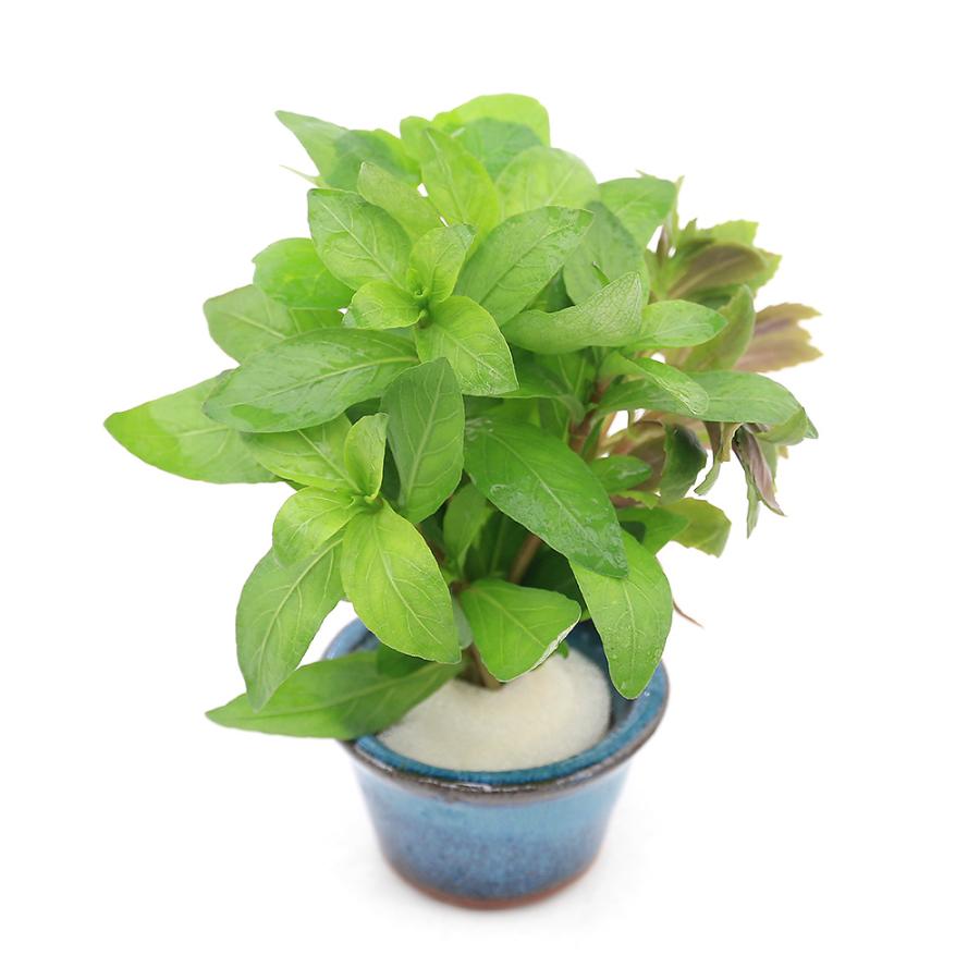 水草 豆鉢入り 寄せ植えミックス 水上葉 無農薬 １個 北海道航空便要保温 チャーム Charm ヤフー店 通販 Yahoo ショッピング