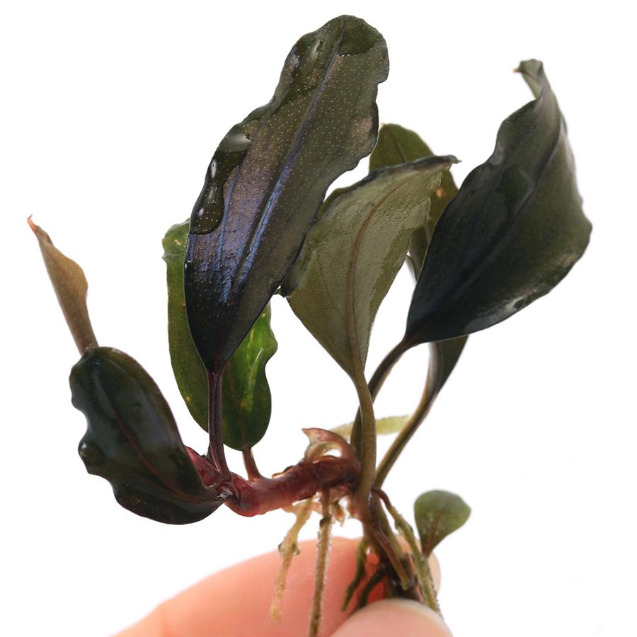水草 Bucephalandra sp. Ghost2016 チャーム（charm） （水草）ブセファランドラsp．ゴースト2016