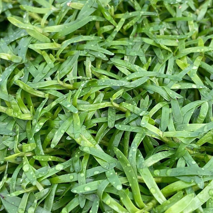 水草）ヘテランテラ（パラグアイ産）（水上葉）（無農薬）（10本 