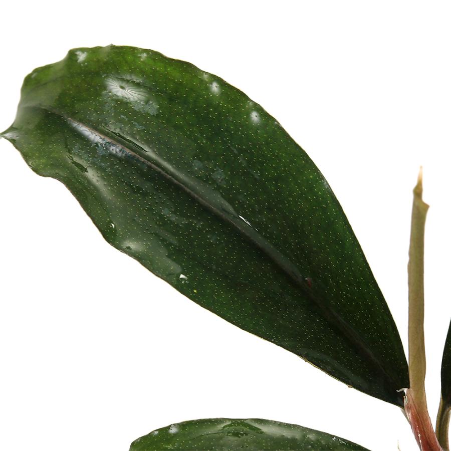 チャーム（charm） （水草）ブセファランドラsp．Red Blade