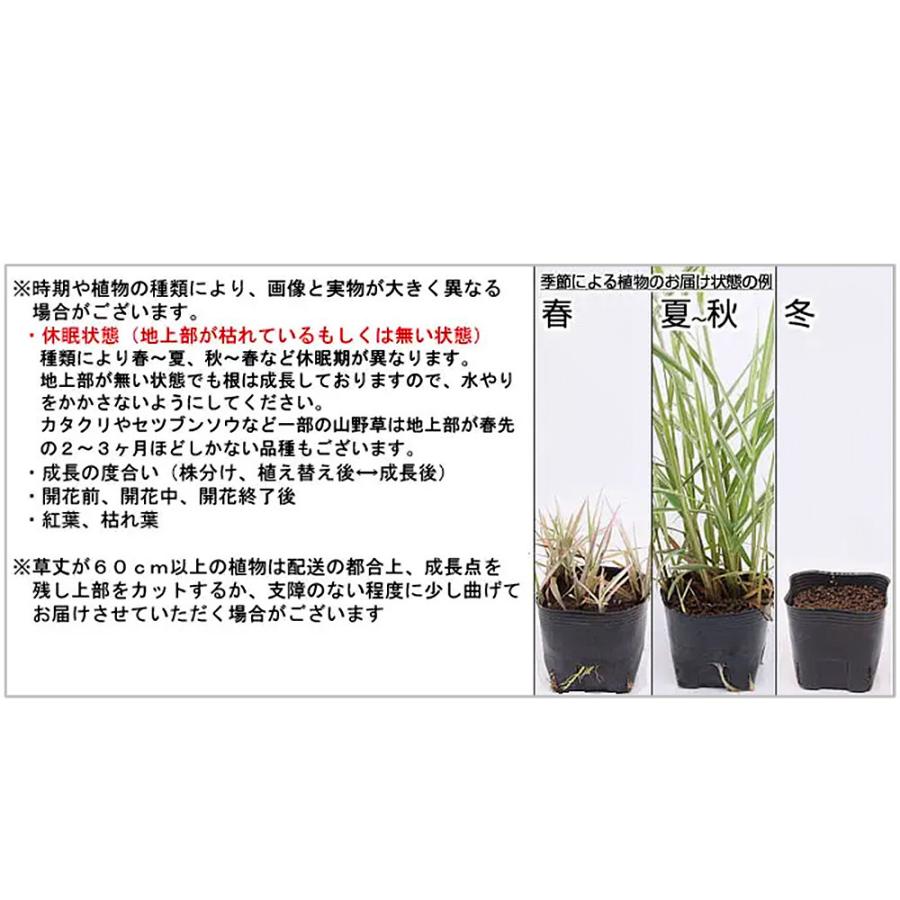 （山野草）苔盆栽　おまかせ山野草　豆鉢植え（１鉢）｜chanet｜03
