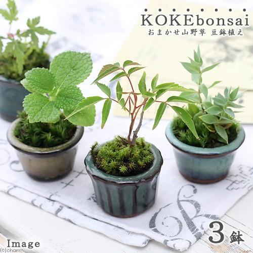 654円 人気no 1 山野草 苔盆栽 おまかせ山野草 豆鉢植え ３鉢
