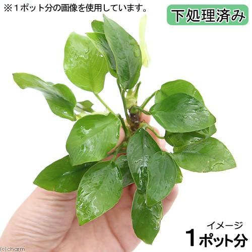 水草 下処理済み アヌビアス ナナ ゴールデン １ポット分 Belle Ile Nature Org