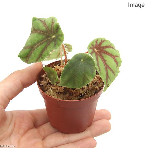 チャーム（charm） （テラリウム）ベゴニア クアドリアラータ