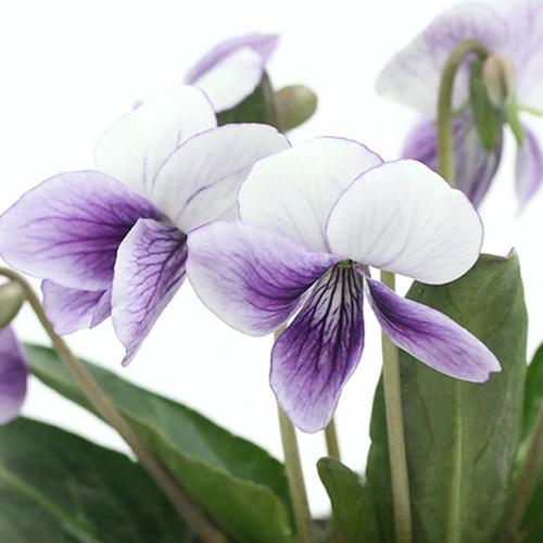 5 Off 山野草 スミレ 菫 二色厚葉スミレ 二色厚葉菫 ２ ５ ３号 １ポット