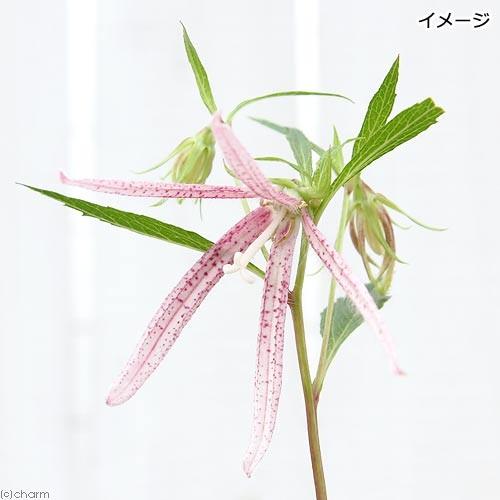 最大79 Offクーポン 山野草 ホタルブクロ 蛍袋 桃花白糸ホタルブクロ 桃花白糸蛍袋 ３号 １ポット